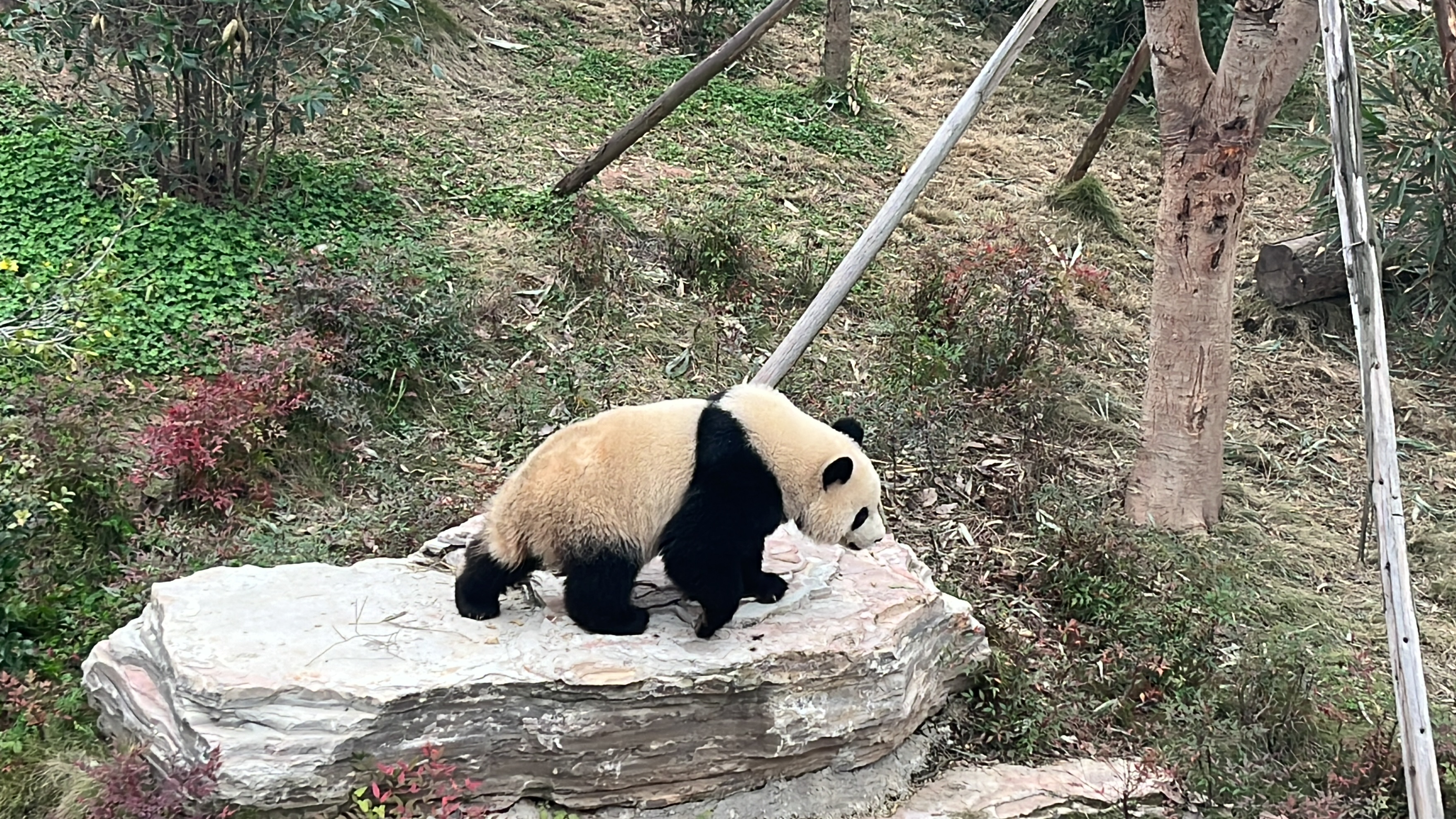成都照片 4