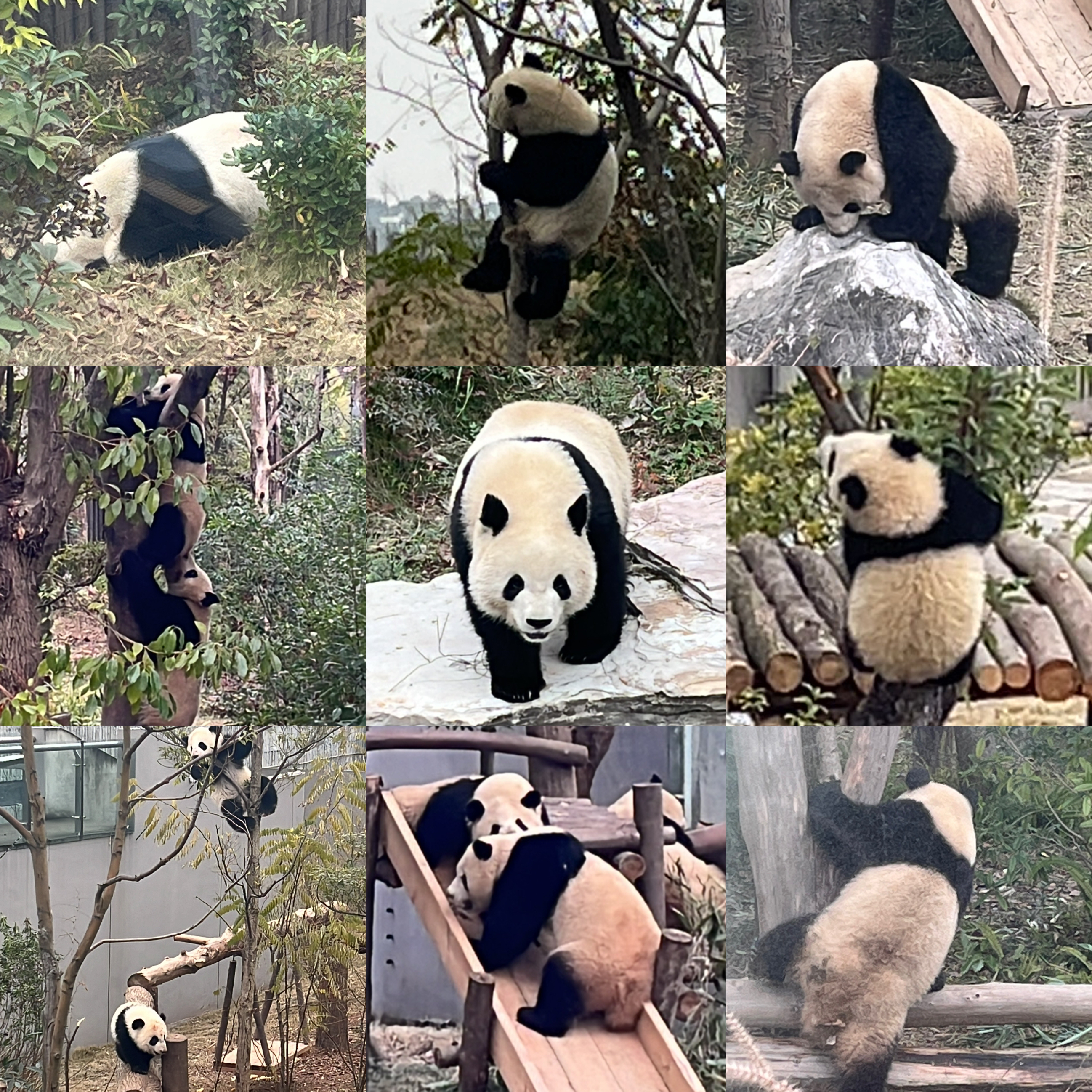 成都照片 6